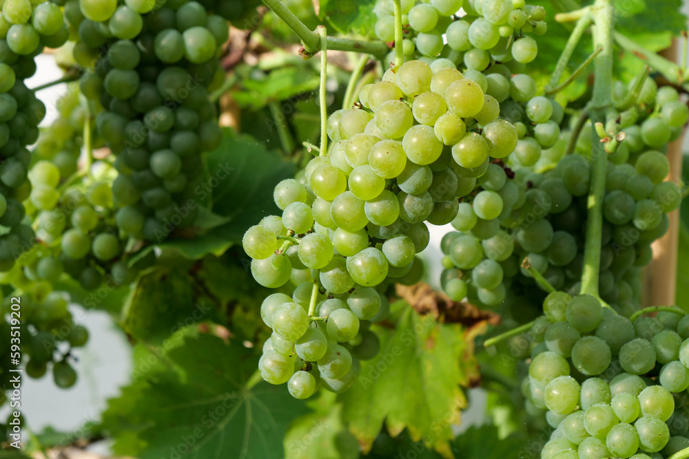 Bunch of yellow grapes in vineyard Bunch of yellow grapes in vineyard