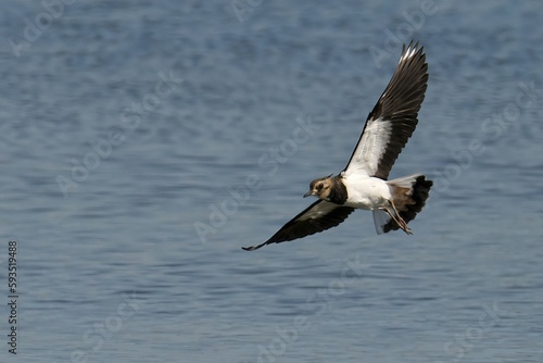 Northern lapwing flying over water