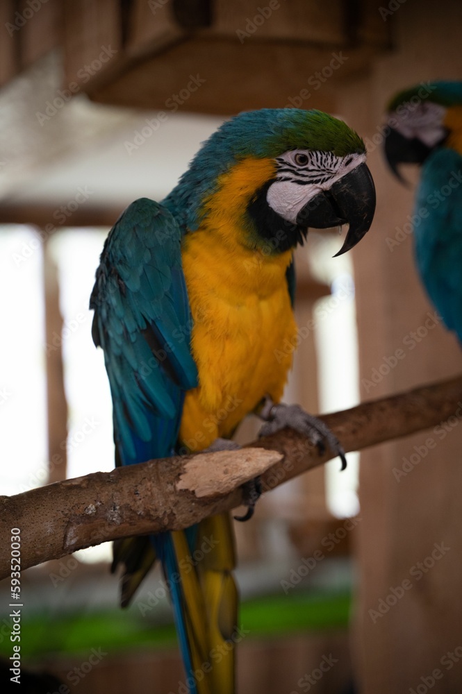 Colorful Macaw standing on a rope, vertical