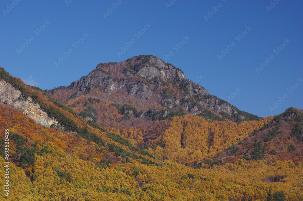 Fototapeta premium 紅葉したカラマツ林越しに望む快晴の天狗山