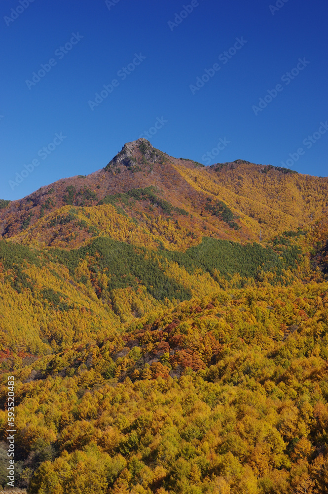 カラマツの黄葉に覆われた秋の男山
