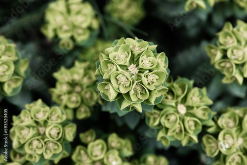 Rosetta stonecrop, or Sedum rosetta. Close-up photo of its small green leaves.