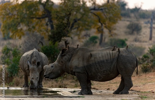Muddy mother rhino and baby in drinking water from the pond in Kruger National Park