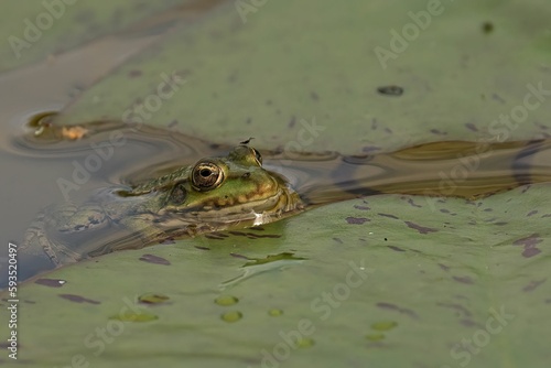 Marsh frog swimming in water