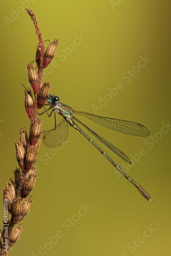 Chalcolestes Viridis perching on plant photo