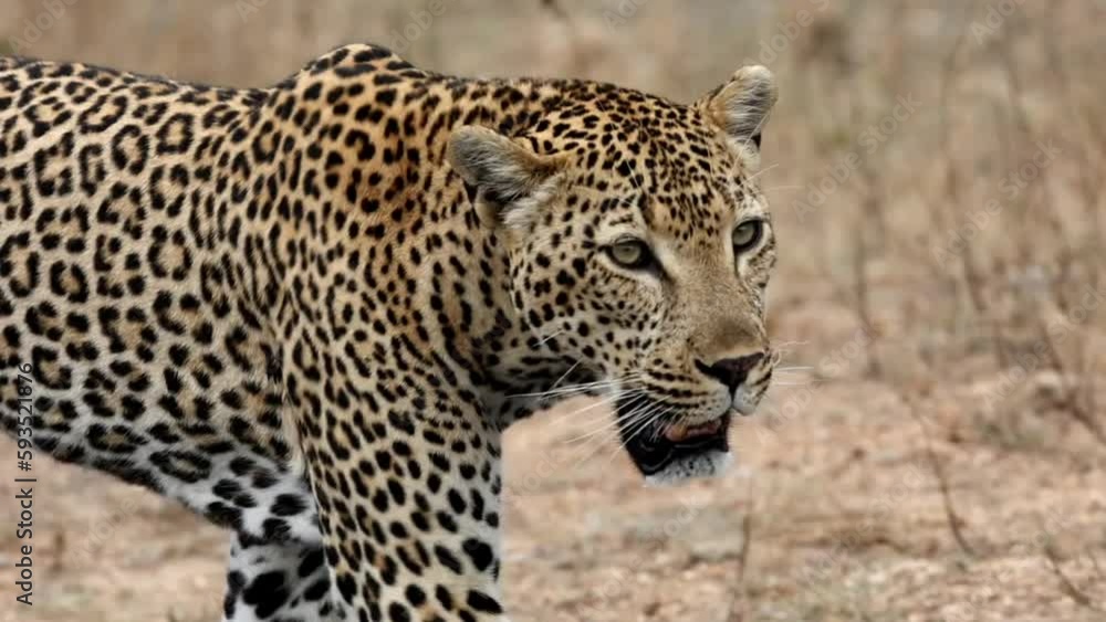 Slow motion of the dangerous male leopard (Panthera pardus) walking on the blurred background Slow motion of the dangerous male leopard (Panthera pardus) walking on the blurred background