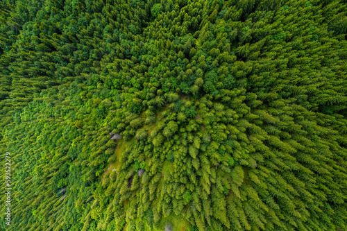 Conifer forest from above. Top down aerial view. Background forest view from above, green forest nature texture