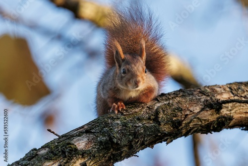 Selective focus shot of a Red squirrel on a tree branch