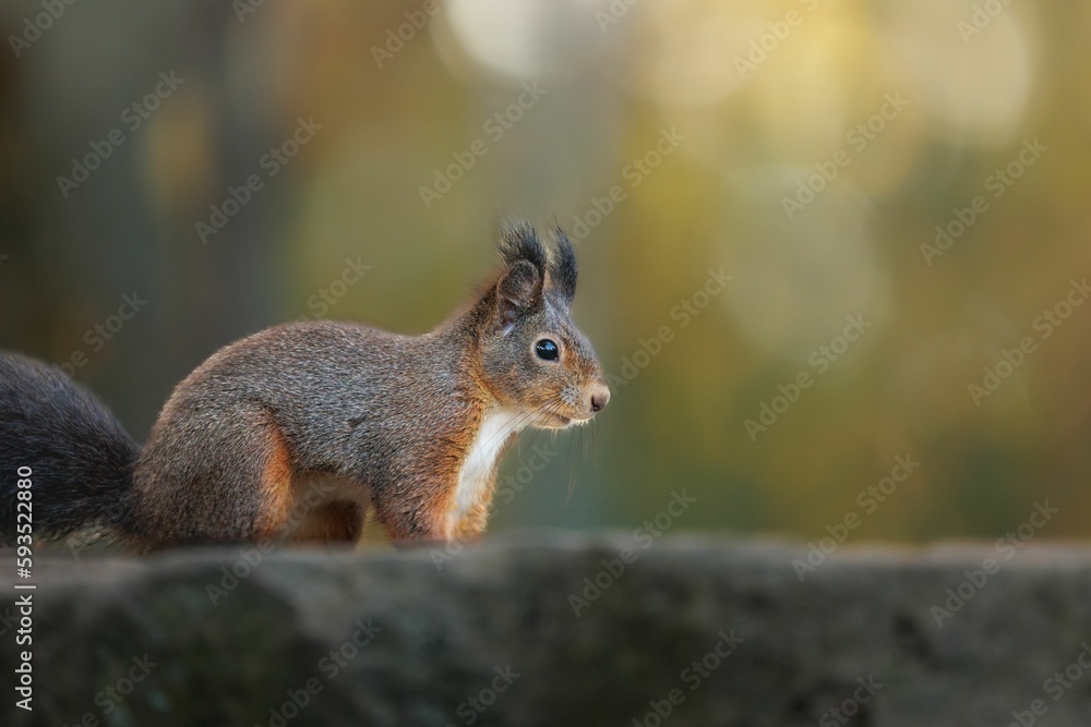 Fototapeta premium Closeup shot of a single Sciurine animal on a rock in blurred background.