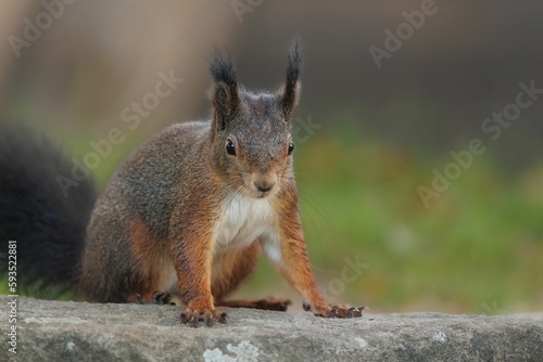 Closeup shot of a single Sciurine animal on a rock in blurred background. © Andreas Furil/Wirestock Creators