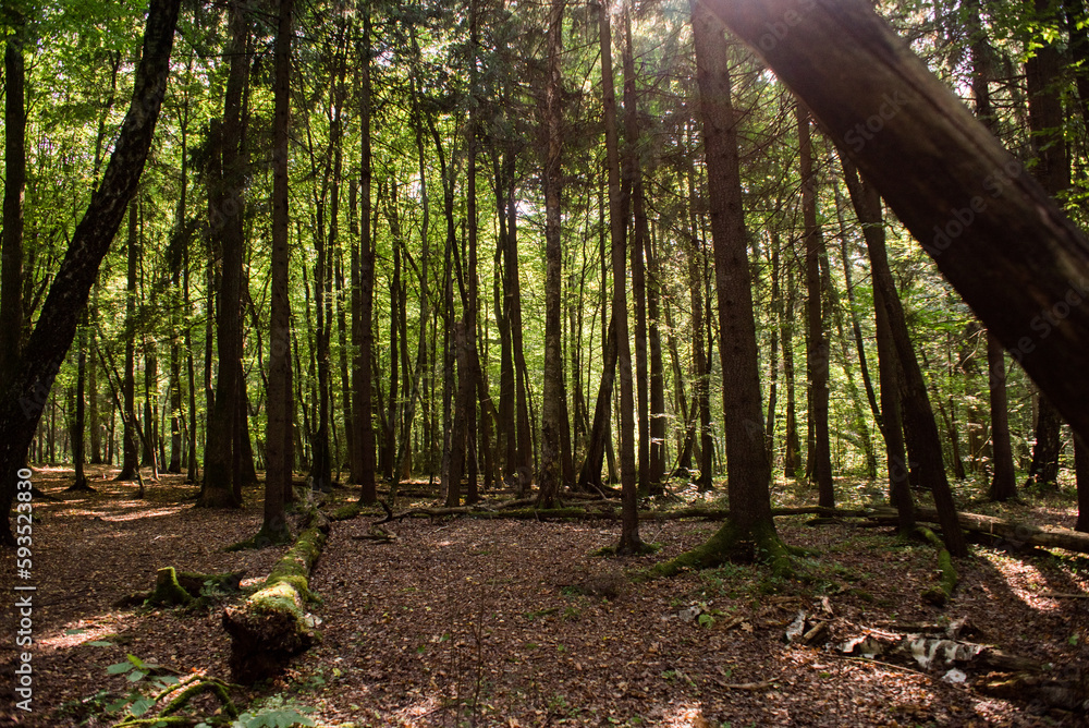 Clean coniferous forest in the warm season Clean coniferous forest in the warm season