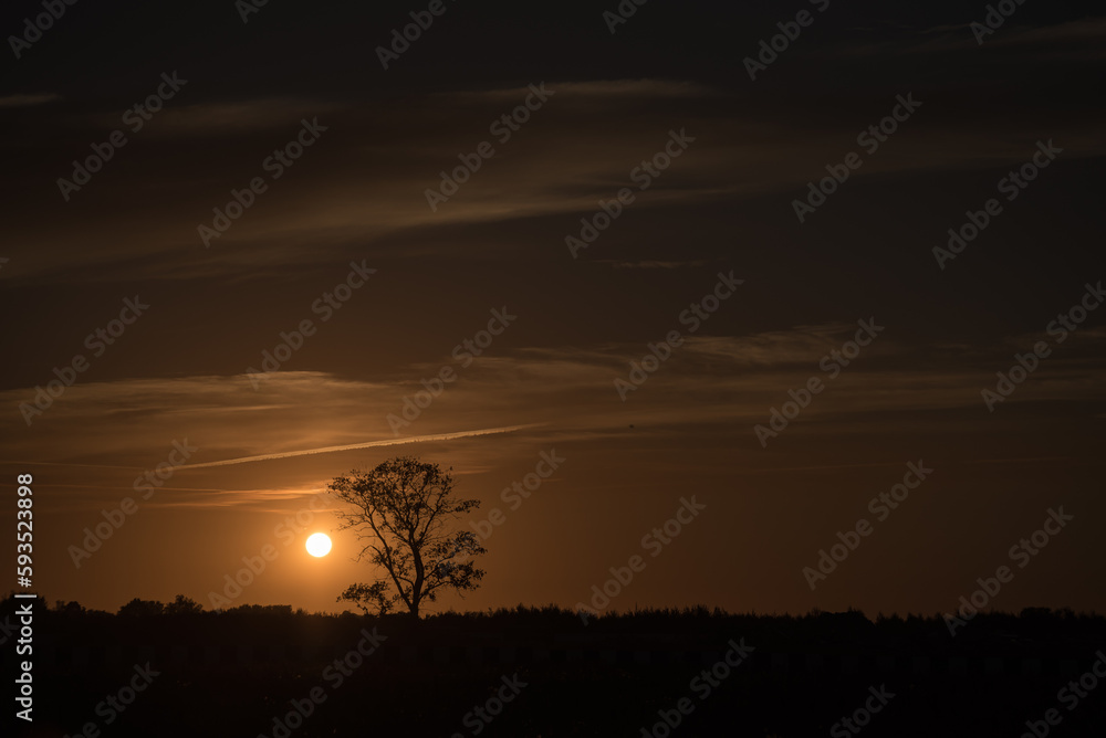 A lonely tree against the background of a golden sunset A lonely tree against the background of a golden sunset