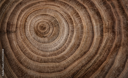 Stump of oak tree felled - section of the trunk with annual rings. Slice wood. Tree species oak.