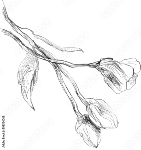 Cherry Blossom sketch, floral botanical clipart, cherry branch