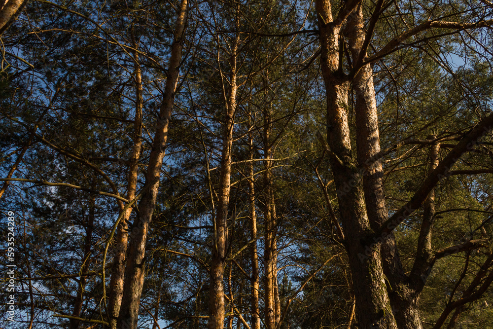 Clean coniferous forest in the warm season Clean coniferous forest in the warm season