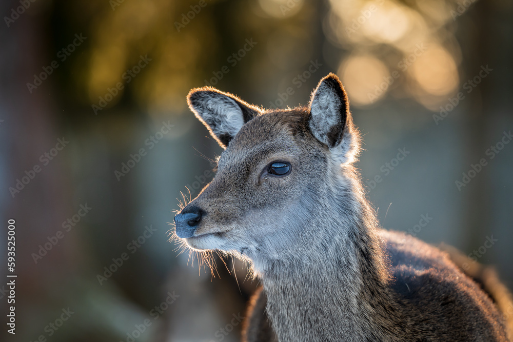 Fototapeta premium portrait of a deer