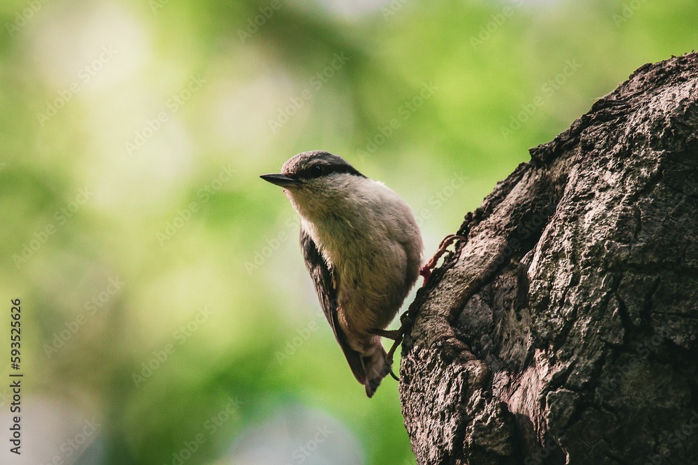 Obraz premium Closeup shot of a Eurasian nuthatch (Sitta europaea) on the tree bark