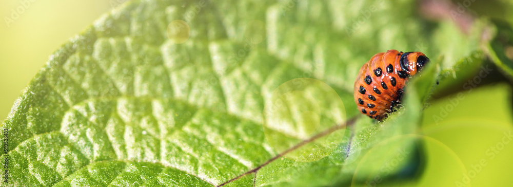 Obraz premium Larvae of the Colorado Beetle on the Potato bush close-up. Pest control in the garden. Insects destroying crops - Agriculture Pest.