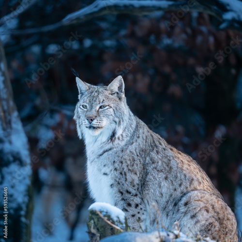 lynx in the snow portrait animal photography © MaJe Pictures