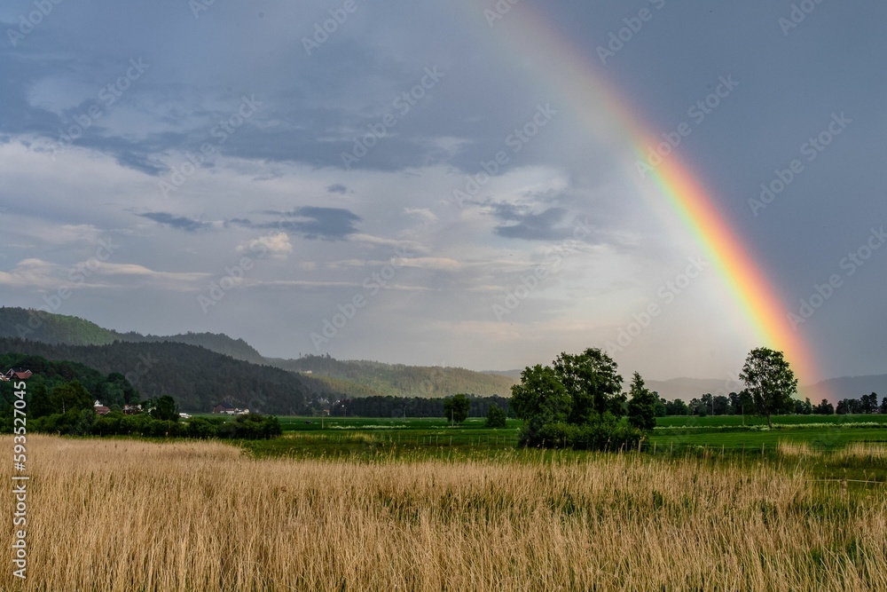 Beautiful view of a magnificent rainbow in the background of a green field and ears of wheat Beautiful view of a magnificent rainbow in the background of a green field and ears of wheat
