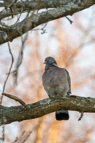 Common Wood Pigeon (Columba palumbus) Perched on a Tree Branch in a Park in Finland