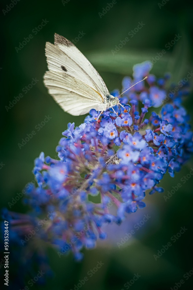 Naklejka premium Vertical shot of the butterfly on a purple flower