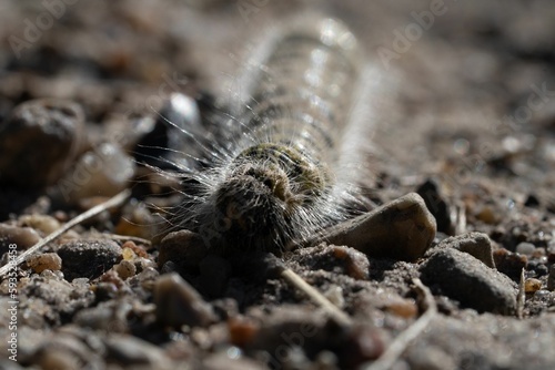 Closeup shot of the caterpillar on the ground