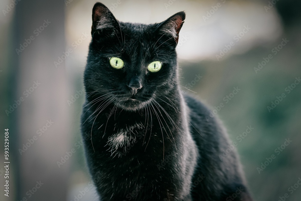 Portrait of a black cat with surprising eyes against blur background Portrait of a black cat with surprising eyes against blur background