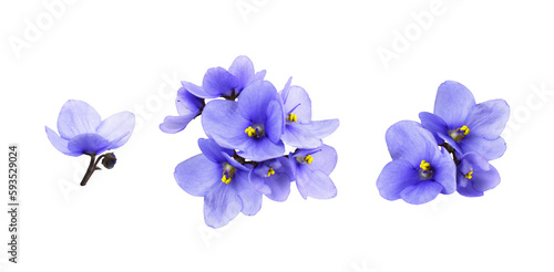 Obraz na plátne Set of violet flowers isolated on white or transparent background