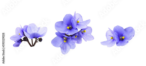 Set of violet flowers isolated on white or transparent background photo