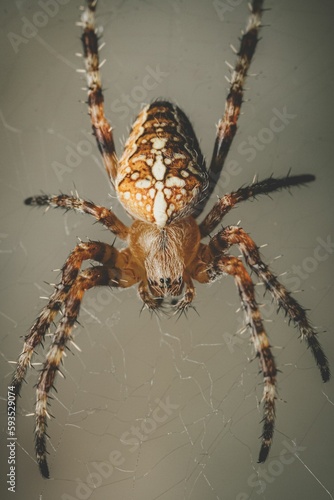 Macro portrait of an Angulate orb weavers Spider with blur background, vertical shot