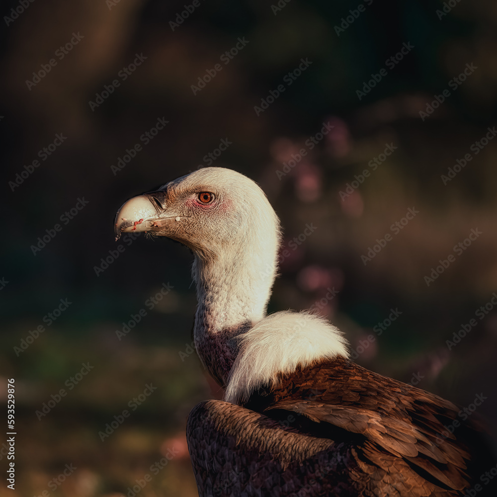 closeup of the head of a vulture closeup of the head of a vulture