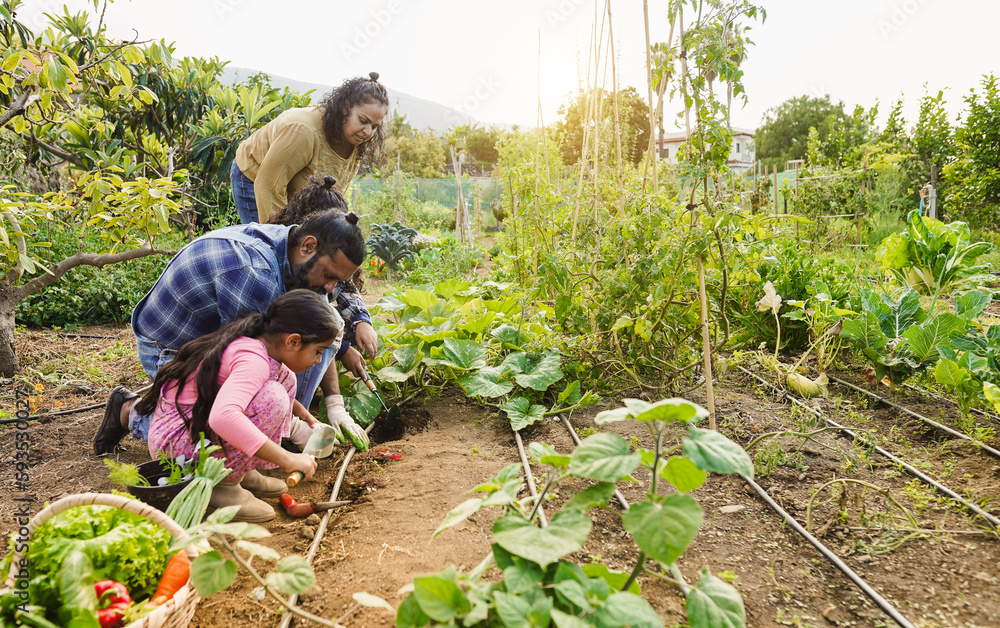 Indian family picking up organic vegetables from house garden outdoor ...
