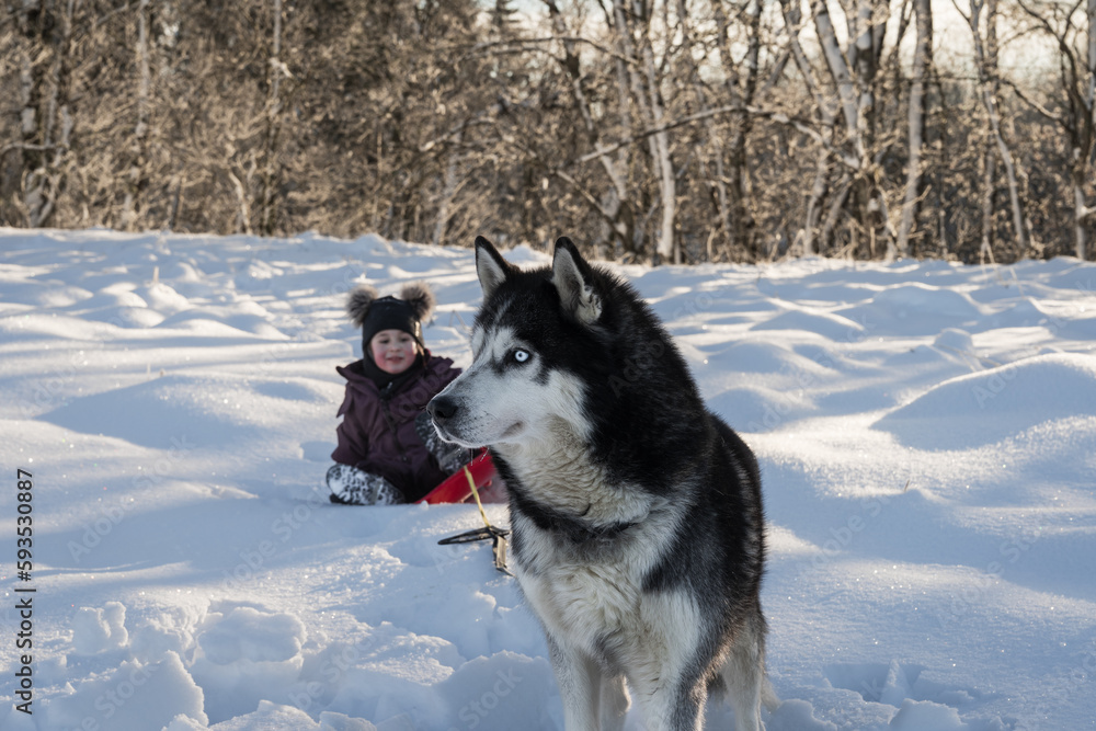 A beautiful husky dog ​​rolls a child a little girl on a sled in winter.