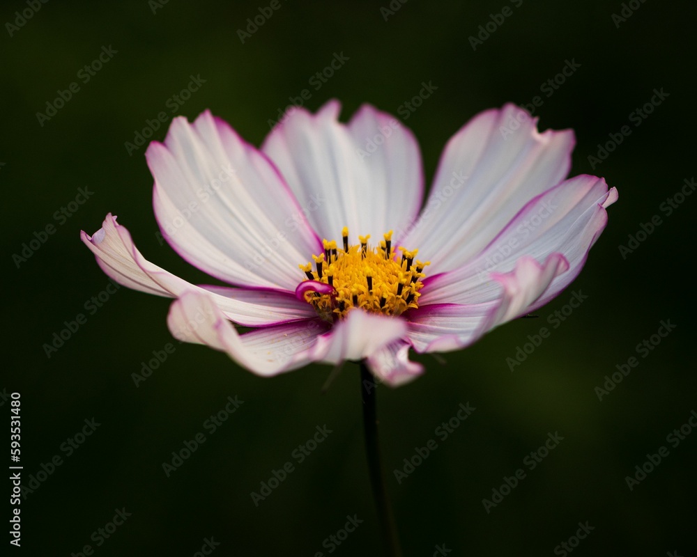 Closeup shot of a garden cosmos flower found growing in a garden Closeup shot of a garden cosmos flower found growing in a garden