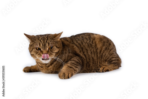 Brown tabby striped british cat isolated on white background. © jul_photolover