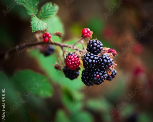 Closeup shot of the ripe and unripe blackberries on bushes with a blurred background