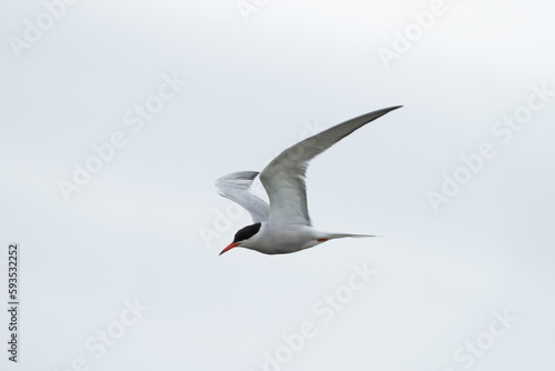 Common tern - Sterna Hirundo - in flight