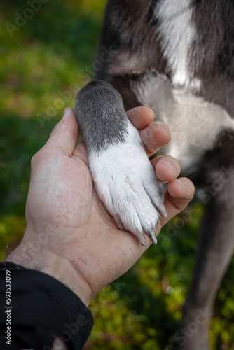 A gray dog gives a paw to a girl and puts it in her hand