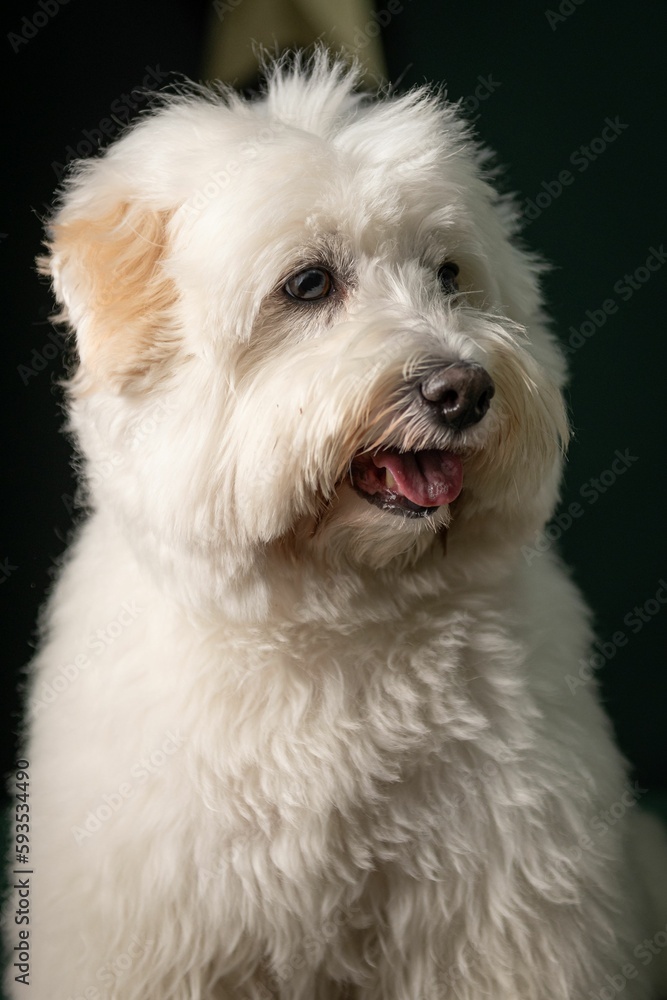 Vertical portrait of a fluffy Coton Tulear dog