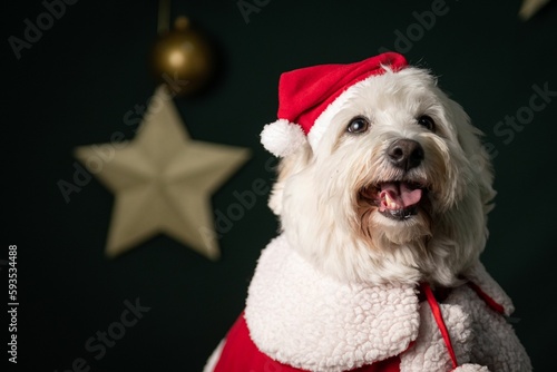 Close-up shot of a Maltese dog wearing Santa clothes photo