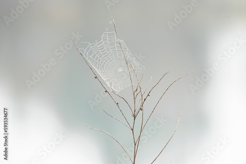 Closeup shot of a spider net in tiny branches in the blurred background.
