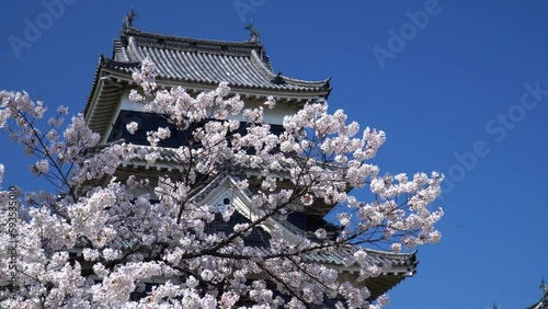 春の松本城に咲く桜