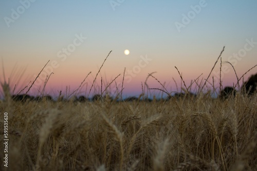 View of the full moon from the field.