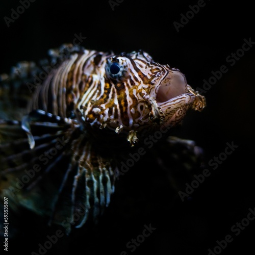 Closeup shot of a red lionfish in the dark water of the undersea photo