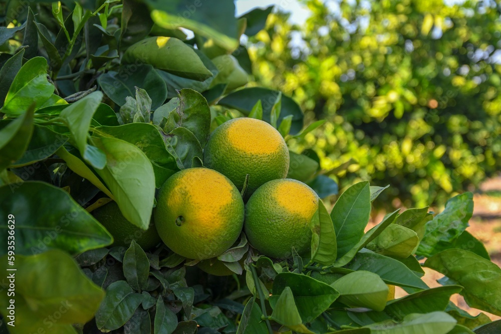 Yellowish green unripe oranges hanging on a tree with lush green leaves