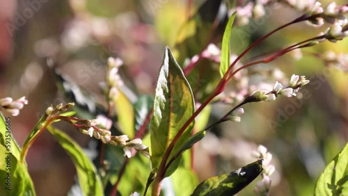 タデ藍の花　 japanese indigo