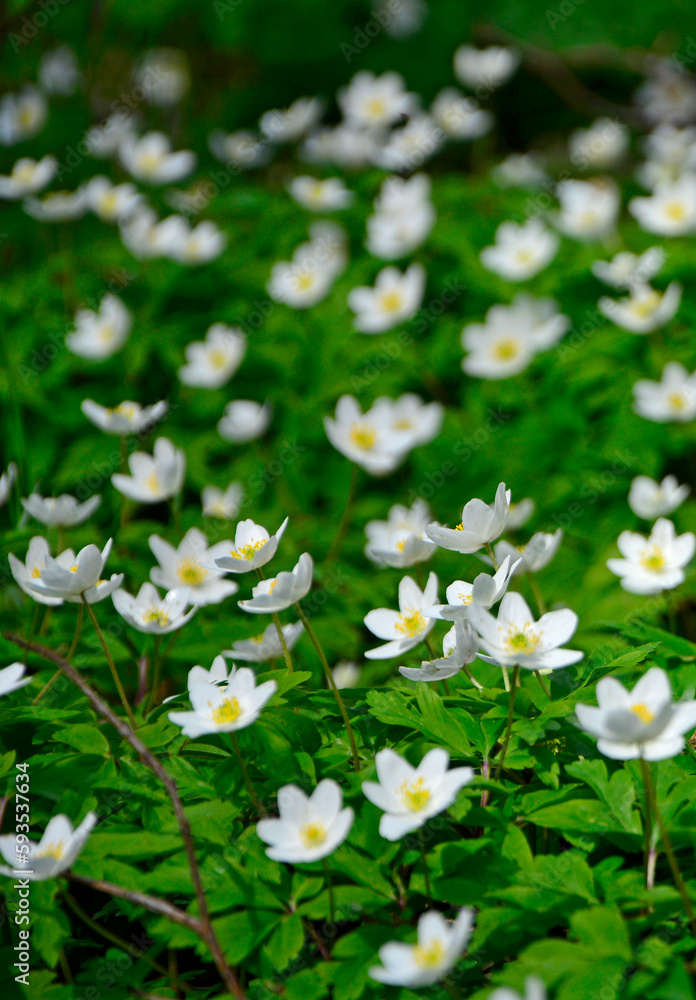 Zawilec gajowy (Anemone nemorosa), białe kwiaty, wood anemone, windflower, smell fox, Ranunculaceae, white flowers Zawilec gajowy (Anemone nemorosa), białe kwiaty, wood anemone, windflower, smell fox, Ranunculaceae, white flowers