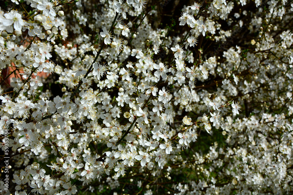 kwitnąca śliwa domowa mirabelka (Prunus domestica subsp. syriaca), Beautiful white flowers of a Mirabelle tree, Flowering fruit tree in spring. White small flowers of Mirabelle plum, cherry plum kwitnąca śliwa domowa mirabelka (Prunus domestica subsp. syriaca), Beautiful white flowers of a Mirabelle tree, Flowering fruit tree in spring. White small flowers of Mirabelle plum, cherry plum