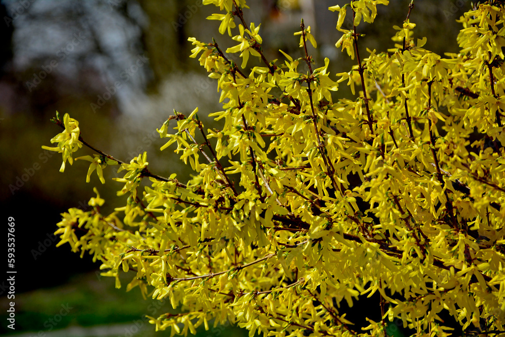  Forsycja (Forsythia), żółte kwiaty, kwitnacy krzew wiosenny, deciduous shrubs, Oleaceae, blooming Forsythia twigs, bright spring day, springtime background - obrazy, fototapety, plakaty 